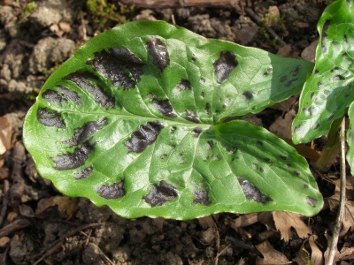 Arum maculatum 'Fletcher'
